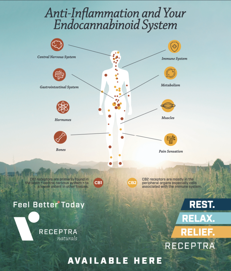 Laminated Endogenous Cannabinoid System Diagram | Receptra Wholesale